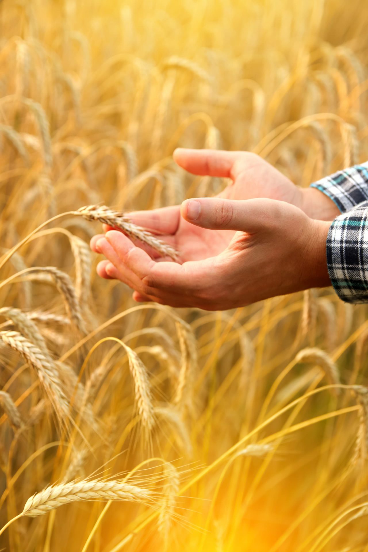 A man holds golden wheat ears amidst a ripening field, inspecting the quality of the grain on the spikelets. Closeup shot from a side view.
