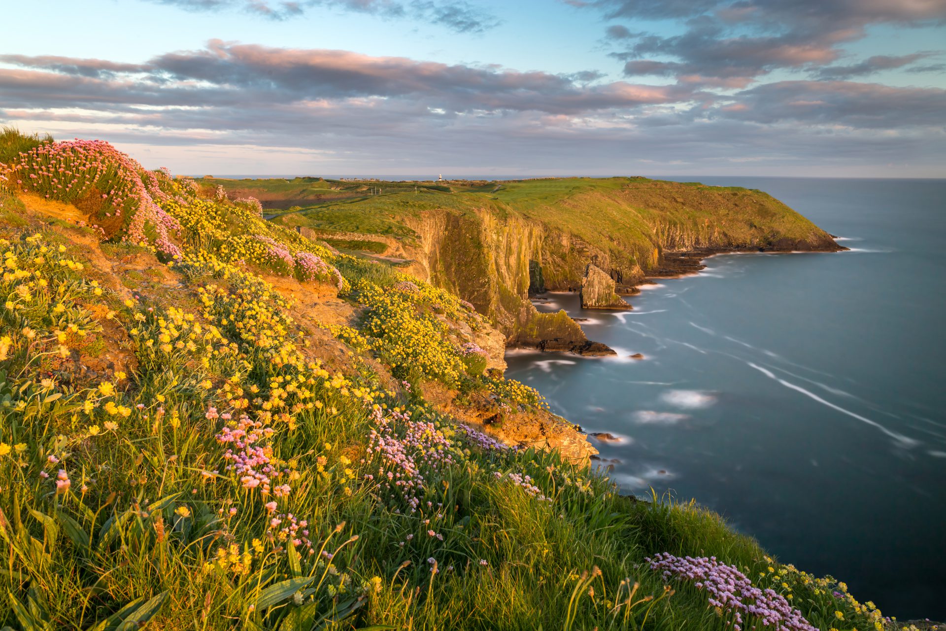 Ireland's coastline with blooming flowers and cliff drops in sunset.