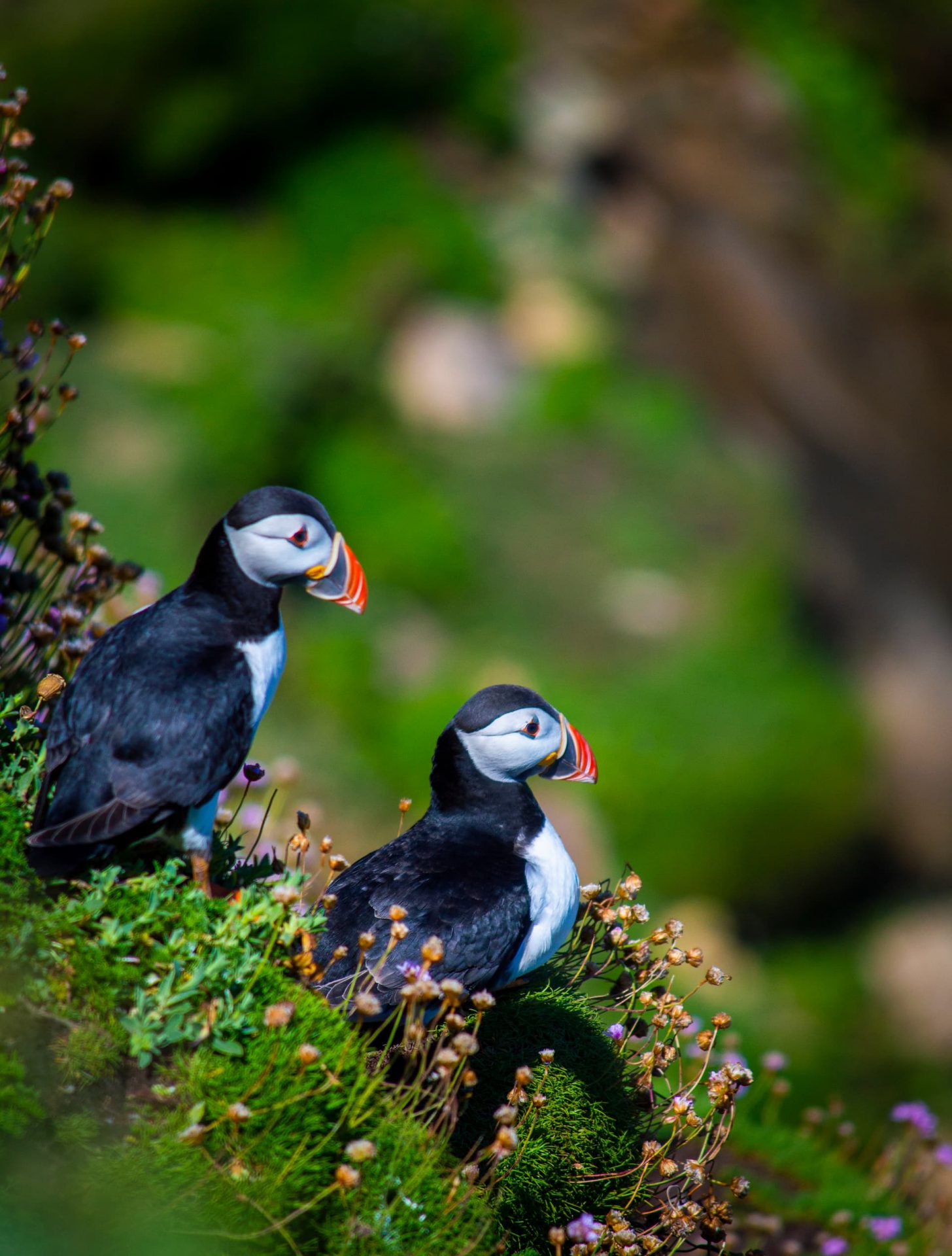 Two Puffin Birds