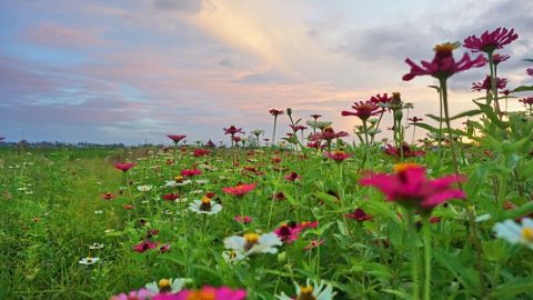 Fresh morning with beautiful Zinnia flowers in the field and colorful sky at sunrise, welcoming new day.